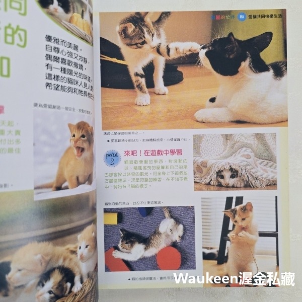 家有寶貝貓 愛貓的飼養調教指南 小島正記 漢欣出版社 美國短毛 波斯 緬因 曼赤肯 阿比西尼亞 埃及 園藝寵物-細節圖3