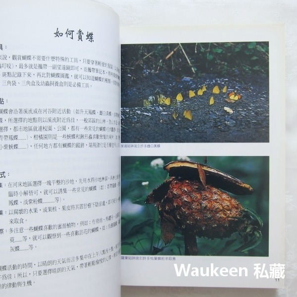 國有林蝶類重要棲地及資源 東部地區 李惠永 楊平世 泰雅三線蝶 環紋蝶 鳳蝶 行政院農業委員會林務局 自然生態-細節圖3