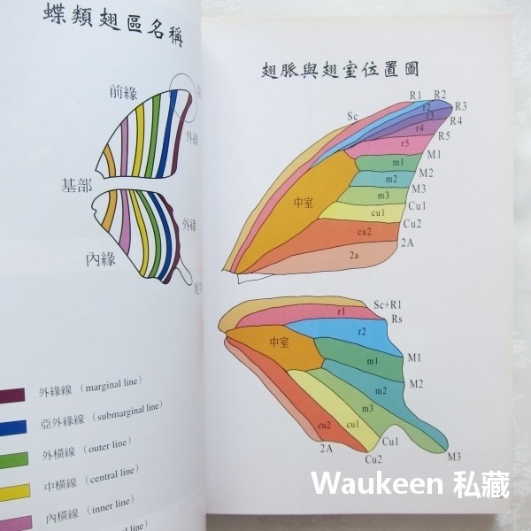 國有林蝶類重要棲地及資源 東部地區 李惠永 楊平世 泰雅三線蝶 環紋蝶 鳳蝶 行政院農業委員會林務局 自然生態-細節圖4