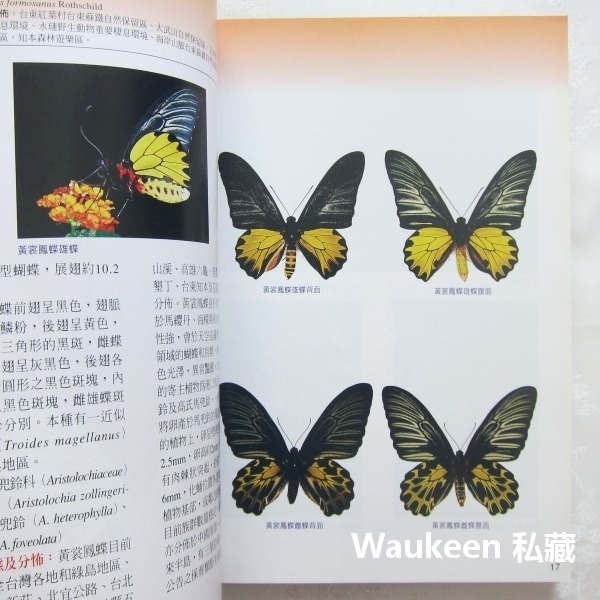 國有林蝶類重要棲地及資源 東部地區 李惠永 楊平世 泰雅三線蝶 環紋蝶 鳳蝶 行政院農業委員會林務局 自然生態-細節圖6