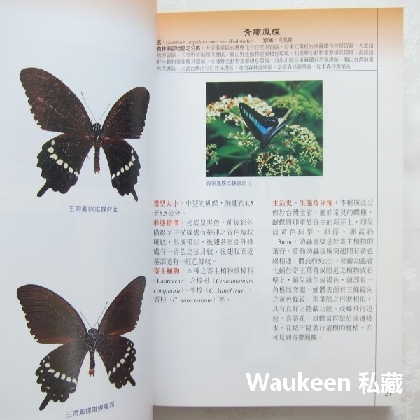 國有林蝶類重要棲地及資源 東部地區 李惠永 楊平世 泰雅三線蝶 環紋蝶 鳳蝶 行政院農業委員會林務局 自然生態-細節圖7