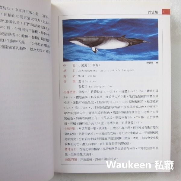 台灣保育類野生動物圖鑑 行政院農業委員會 特有生物研究保育中心 台灣黑熊 針鼴 鰮鯨 雲豹 林鵰 自然科學 科普教育-細節圖4