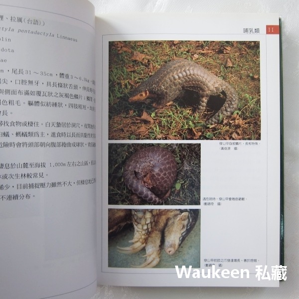 台灣保育類野生動物圖鑑 行政院農業委員會 特有生物研究保育中心 台灣黑熊 針鼴 鰮鯨 雲豹 林鵰 自然科學 科普教育-細節圖6