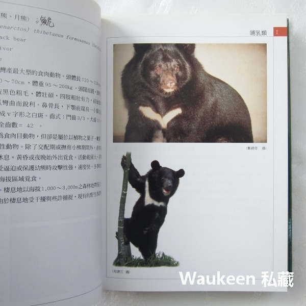 台灣保育類野生動物圖鑑 行政院農業委員會 特有生物研究保育中心 台灣黑熊 針鼴 鰮鯨 雲豹 林鵰 自然科學 科普教育-細節圖7