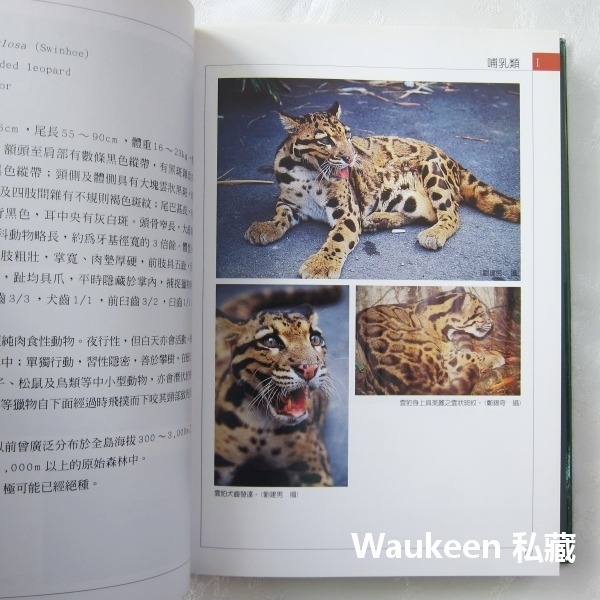 台灣保育類野生動物圖鑑 行政院農業委員會 特有生物研究保育中心 台灣黑熊 針鼴 鰮鯨 雲豹 林鵰 自然科學 科普教育-細節圖8