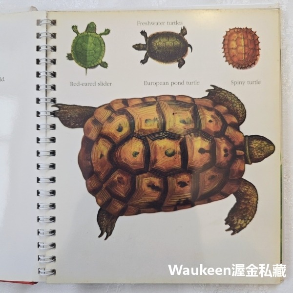 烏龜與蝸牛 Turtles and Snails 伽里瑪出版社 Jeunesse Gallimard 自然 生物 兒童讀-細節圖3
