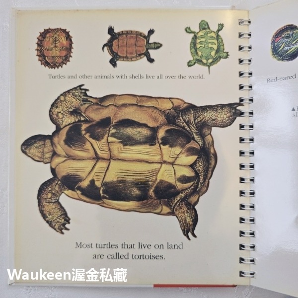烏龜與蝸牛 Turtles and Snails 伽里瑪出版社 Jeunesse Gallimard 自然 生物 兒童讀-細節圖4