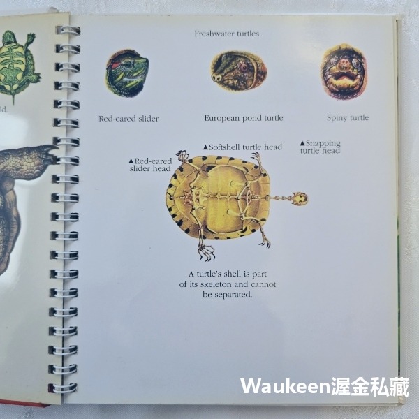 烏龜與蝸牛 Turtles and Snails 伽里瑪出版社 Jeunesse Gallimard 自然 生物 兒童讀-細節圖5