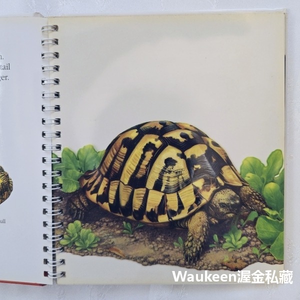 烏龜與蝸牛 Turtles and Snails 伽里瑪出版社 Jeunesse Gallimard 自然 生物 兒童讀-細節圖6