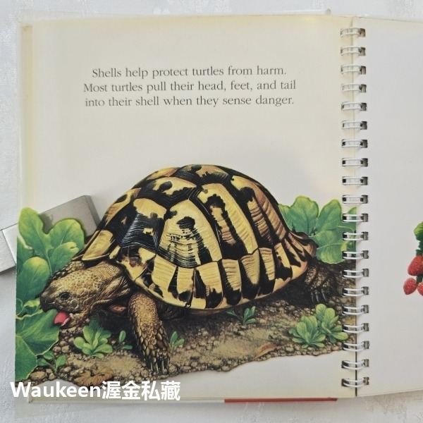 烏龜與蝸牛 Turtles and Snails 伽里瑪出版社 Jeunesse Gallimard 自然 生物 兒童讀-細節圖7