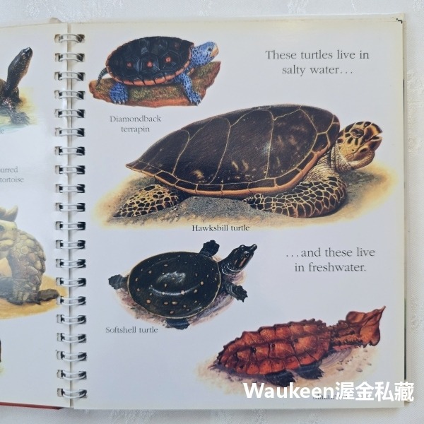 烏龜與蝸牛 Turtles and Snails 伽里瑪出版社 Jeunesse Gallimard 自然 生物 兒童讀-細節圖8