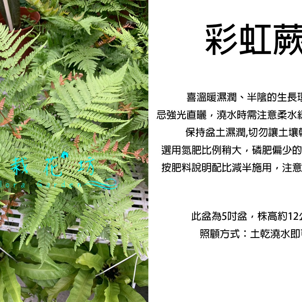 心栽花坊-彩虹蕨/三色蕨/期間限定/6吋/蕨類/觀葉植物/室內植物/綠化植物/售價280特價250