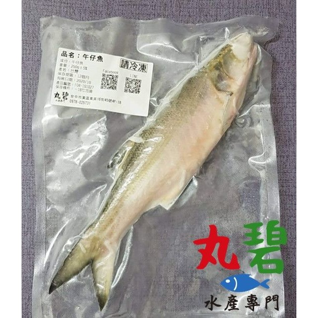 [丸碧水產] 午仔魚 250g/入 台灣 海水養殖 午仔-細節圖2