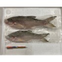 佳洋鮮魚-純海水-三清-午仔魚（條凍）-規格圖1