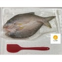 佳洋鮮魚-純海水-薄鹽午仔魚一夜干-規格圖1