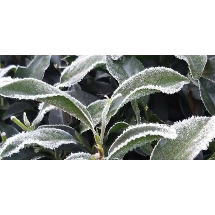福壽山農場冬茶-細節圖2