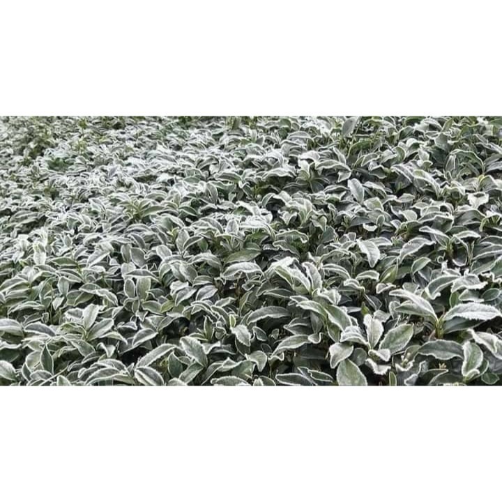 福壽山農場冬茶-細節圖3