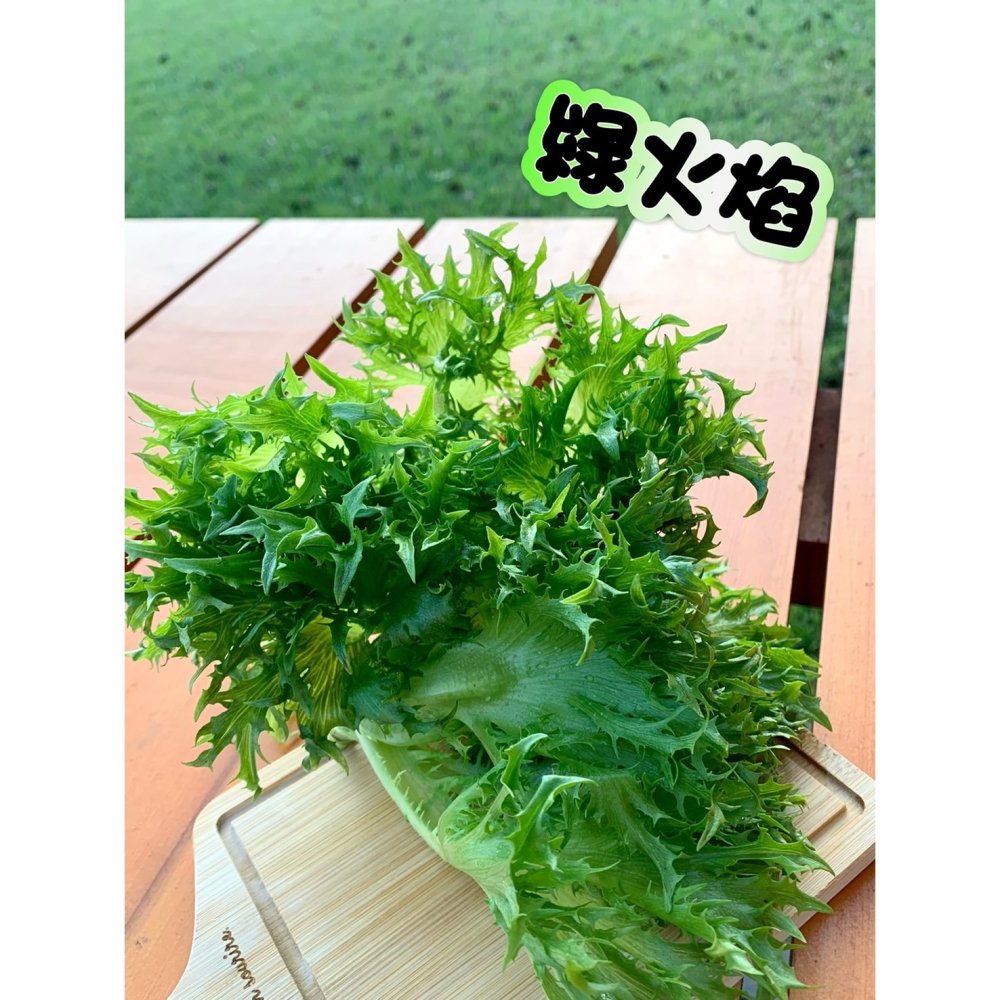 【無毒蔬菜】綠火焰、紅火焰，魚菜共生系統生產，生菜沙拉標配-細節圖3