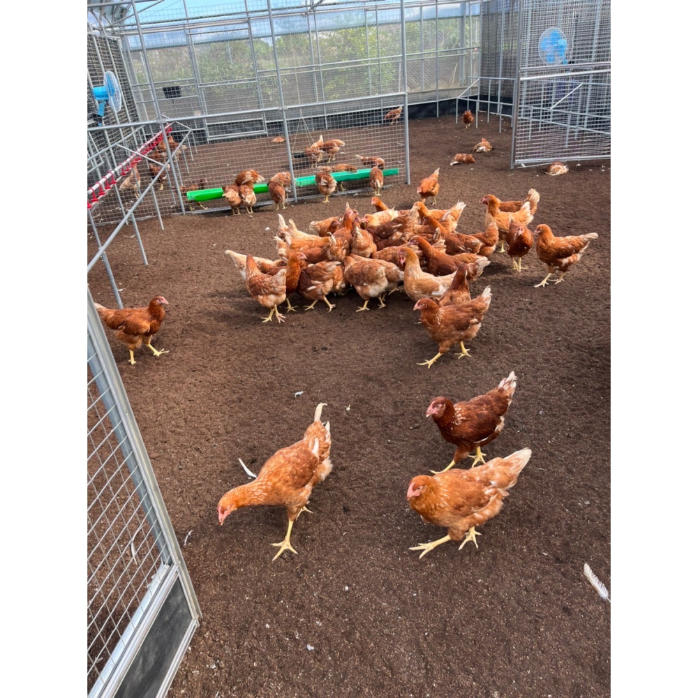 【友善飼養土雞蛋】新鮮健康土雞蛋，雞隻無投藥、無打針、無抗生素，低密度養殖-細節圖3