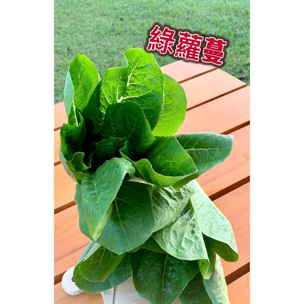 【無毒蔬菜】魚菜共生系統生產，生菜沙拉綜合包，清脆爽口又健康-細節圖7