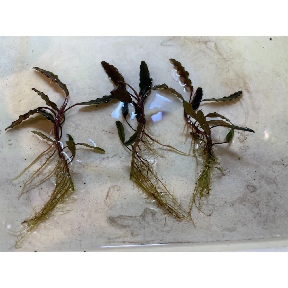 銀色河流 特賣 2株100-細節圖2