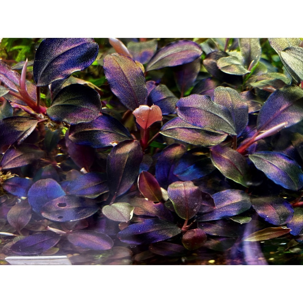 黑岩瀑布海蓮娜 辣椒榕 神祕草 水中葉 已發色-細節圖2