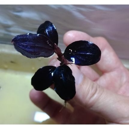 黑岩瀑布海蓮娜 辣椒榕 神祕草 水中葉 已發色-細節圖3