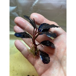 黑岩瀑布海蓮娜 辣椒榕 神祕草 水中葉 已發色-細節圖4