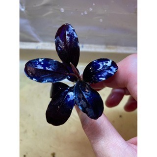 黑岩瀑布海蓮娜 辣椒榕 神祕草 水中葉 已發色-細節圖5