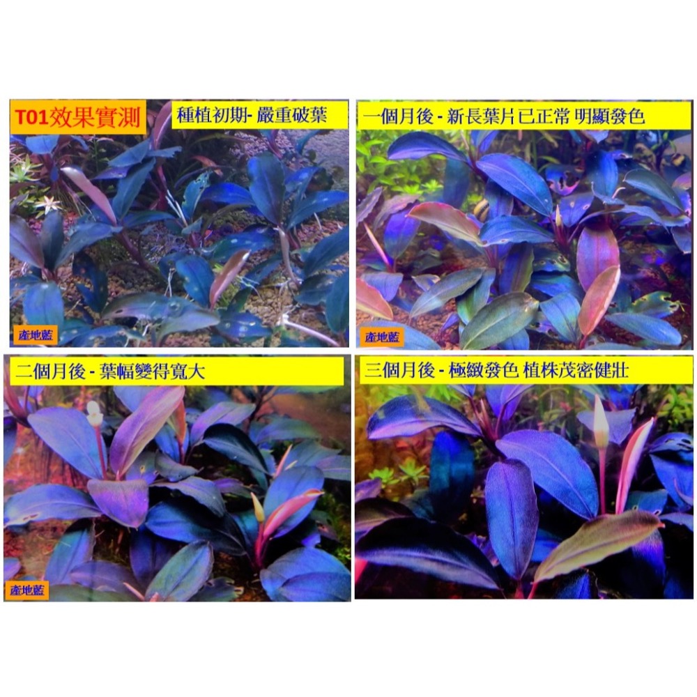 水草複合元素T01 水草種植專用  含絕大部份水草所需元素 方便操作 辣椒榕及紅草/綠草皆適用-細節圖2