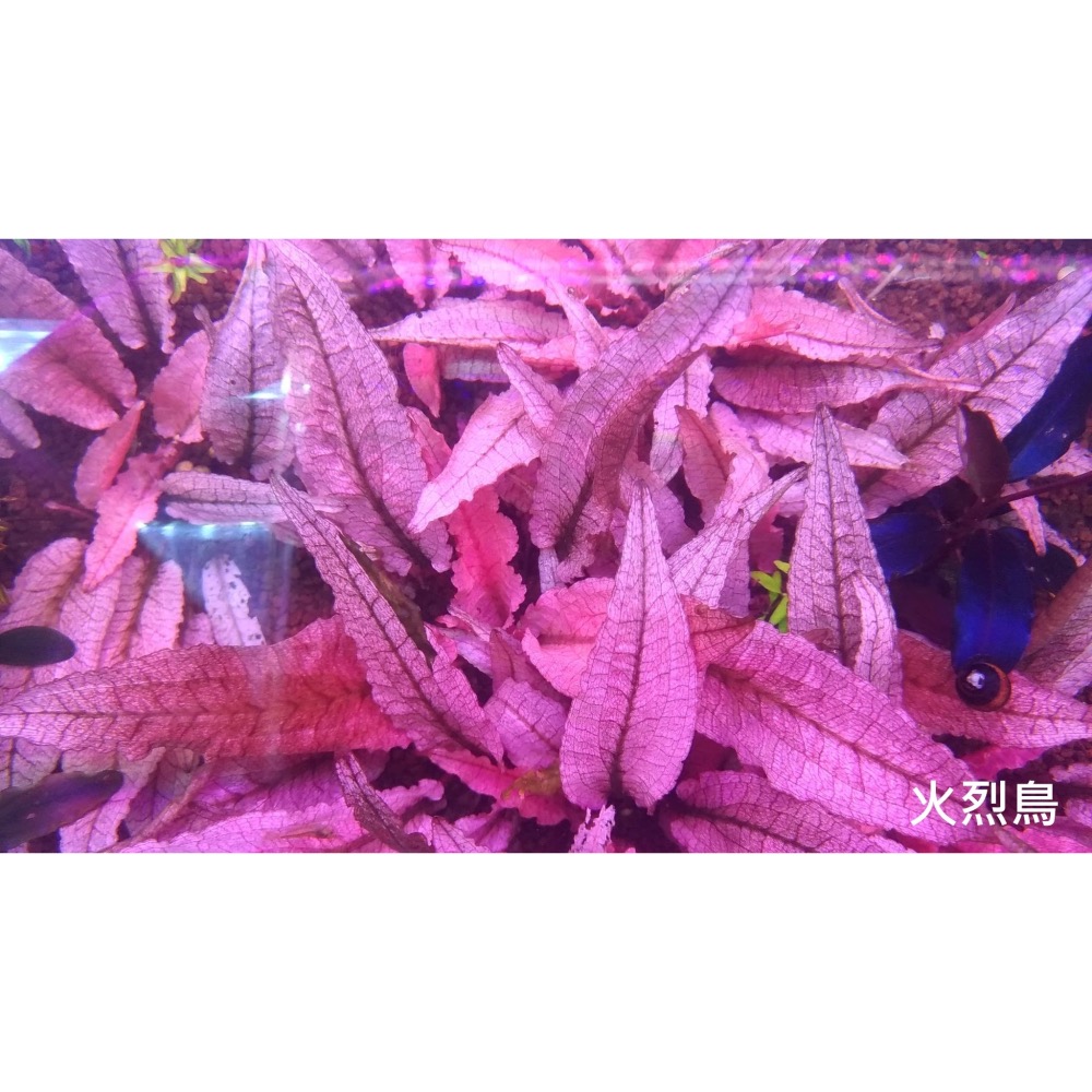 水草複合元素T01 水草種植專用  含絕大部份水草所需元素 方便操作 辣椒榕及紅草/綠草皆適用-細節圖3