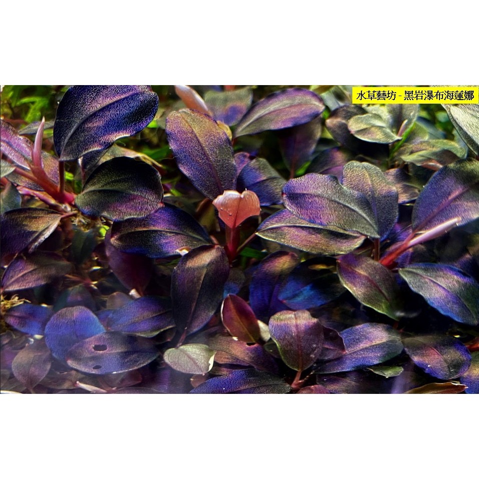 水草複合元素T01 水草種植專用  含絕大部份水草所需元素 方便操作 辣椒榕及紅草/綠草皆適用-細節圖4