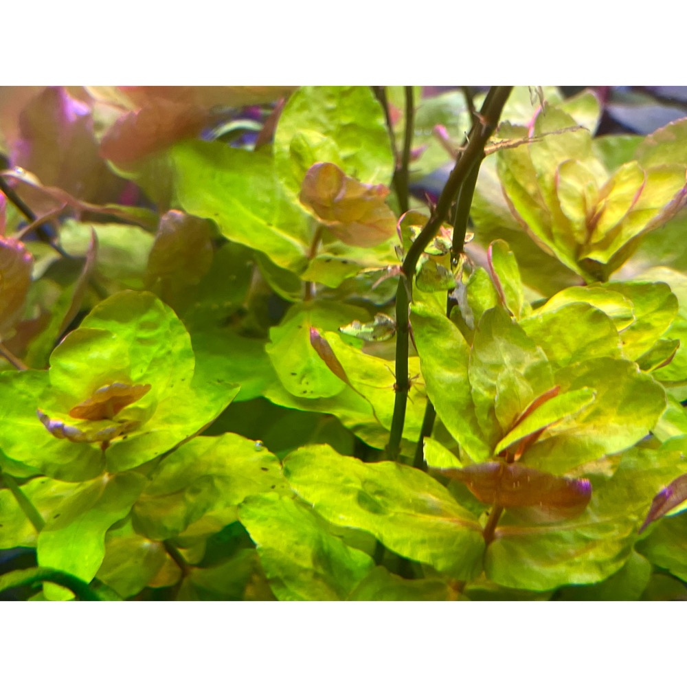 水草複合元素T01 水草種植專用  含絕大部份水草所需元素 方便操作 辣椒榕及紅草/綠草皆適用-細節圖5