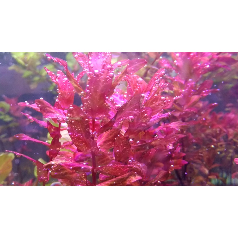 水草複合元素T01 水草種植專用  含絕大部份水草所需元素 方便操作 辣椒榕及紅草/綠草皆適用-細節圖6