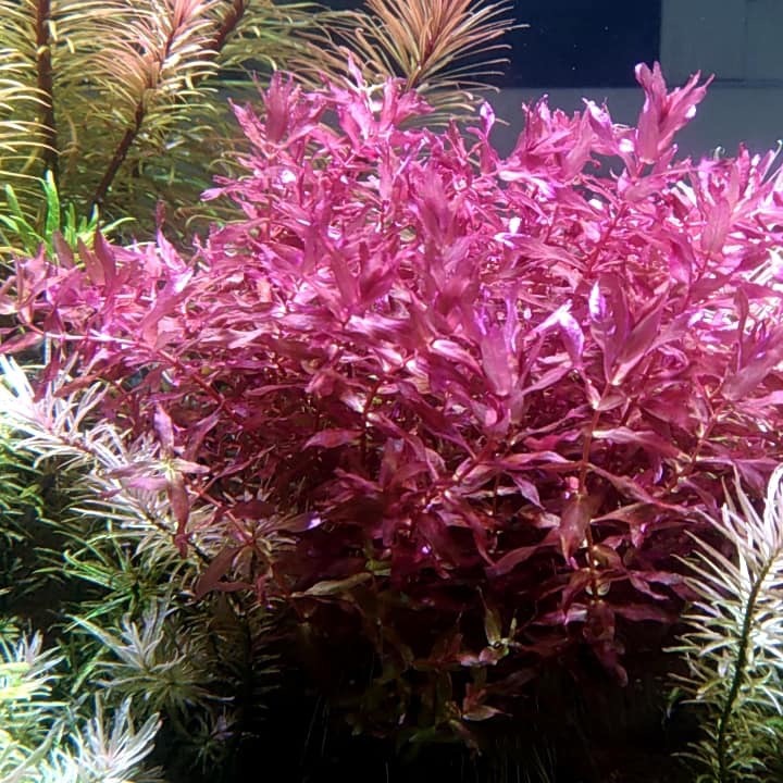 水草複合元素T01 水草種植專用  含絕大部份水草所需元素 方便操作 辣椒榕及紅草/綠草皆適用-細節圖7