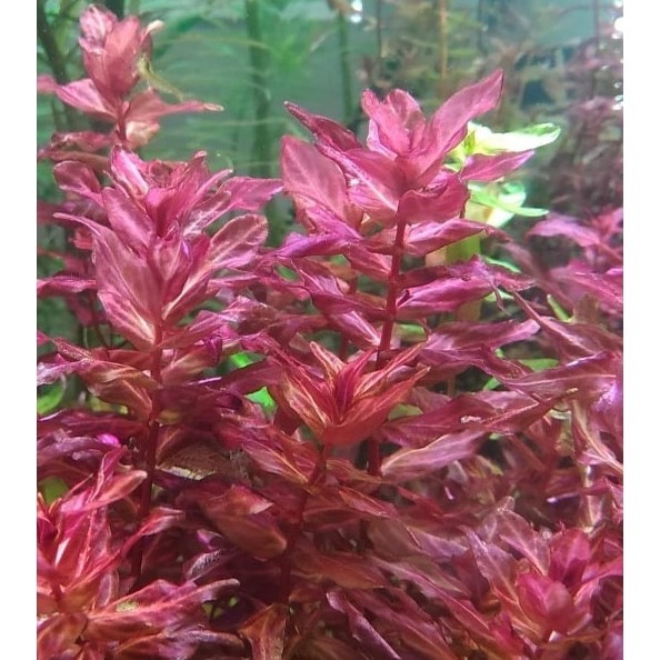 水草複合元素T01 水草種植專用  含絕大部份水草所需元素 方便操作 辣椒榕及紅草/綠草皆適用-細節圖8