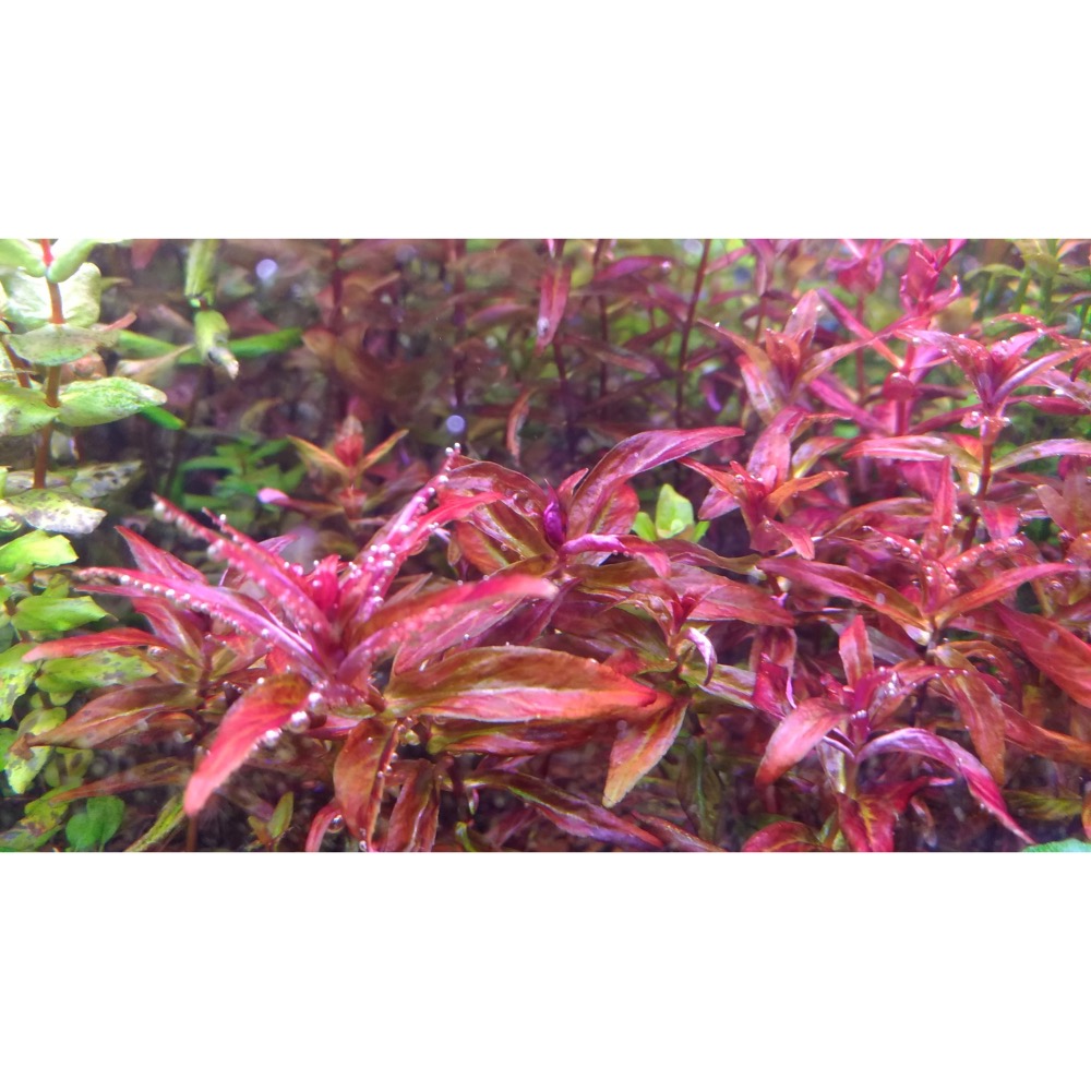 水草複合元素T01 水草種植專用  含絕大部份水草所需元素 方便操作 辣椒榕及紅草/綠草皆適用-細節圖9