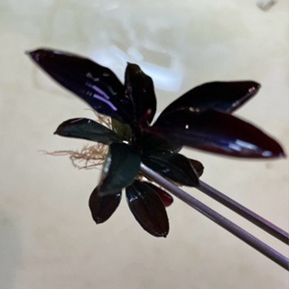 布朗尼海蓮娜 辣椒榕 神祕草 水中葉 已發色-細節圖2