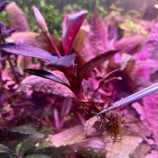 布朗尼海蓮娜 辣椒榕 神祕草 水中葉 已發色-細節圖3