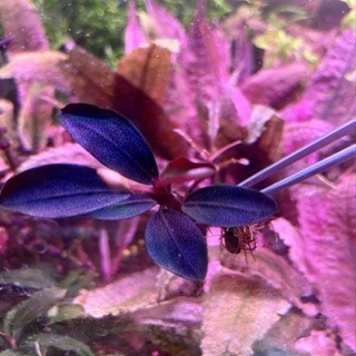 布朗尼海蓮娜 辣椒榕 神祕草 水中葉 已發色-細節圖4