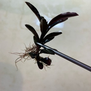 布朗尼海蓮娜 辣椒榕 神祕草 水中葉 已發色-細節圖5