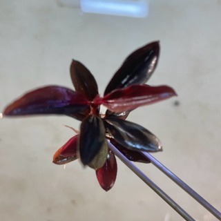 布朗尼海蓮娜 辣椒榕 神祕草 水中葉 已發色-細節圖6