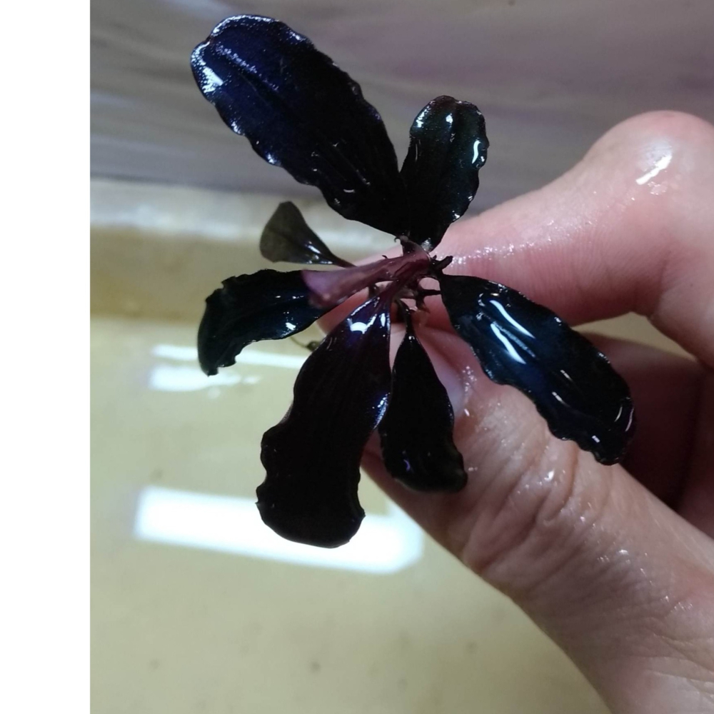 馬拉威 辣椒榕 神祕草 水中葉 已發色-細節圖2