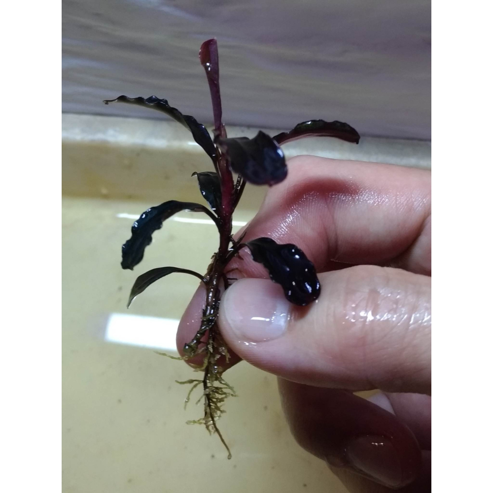 馬拉威 辣椒榕 神祕草 水中葉 已發色-細節圖3