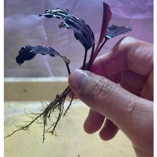 大師藍 辣椒榕 神祕草 水中葉 已發色-細節圖2