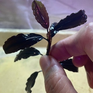 大師藍 辣椒榕 神祕草 水中葉 已發色-細節圖3