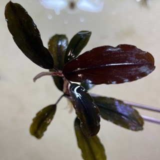 大師藍 辣椒榕 神祕草 水中葉 已發色-細節圖4