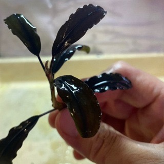 大師藍 辣椒榕 神祕草 水中葉 已發色-細節圖5