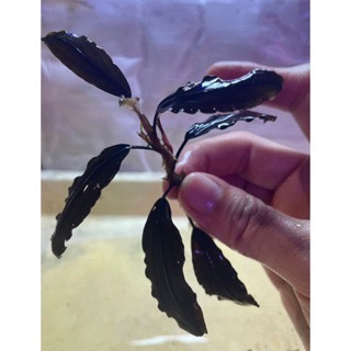 大師藍 辣椒榕 神祕草 水中葉 已發色-細節圖6