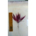 火烈鳥椒草 Cryptocoryne sp. ＂flamingo＂ 水中葉-規格圖6